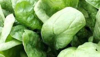 Sas Vie Veg - Hombleux